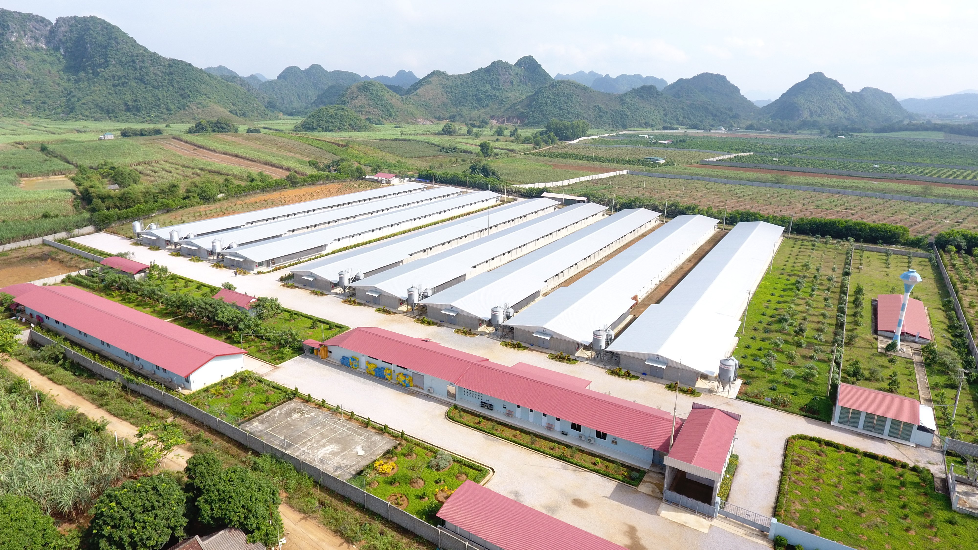 Chăn nuôi gia cầm